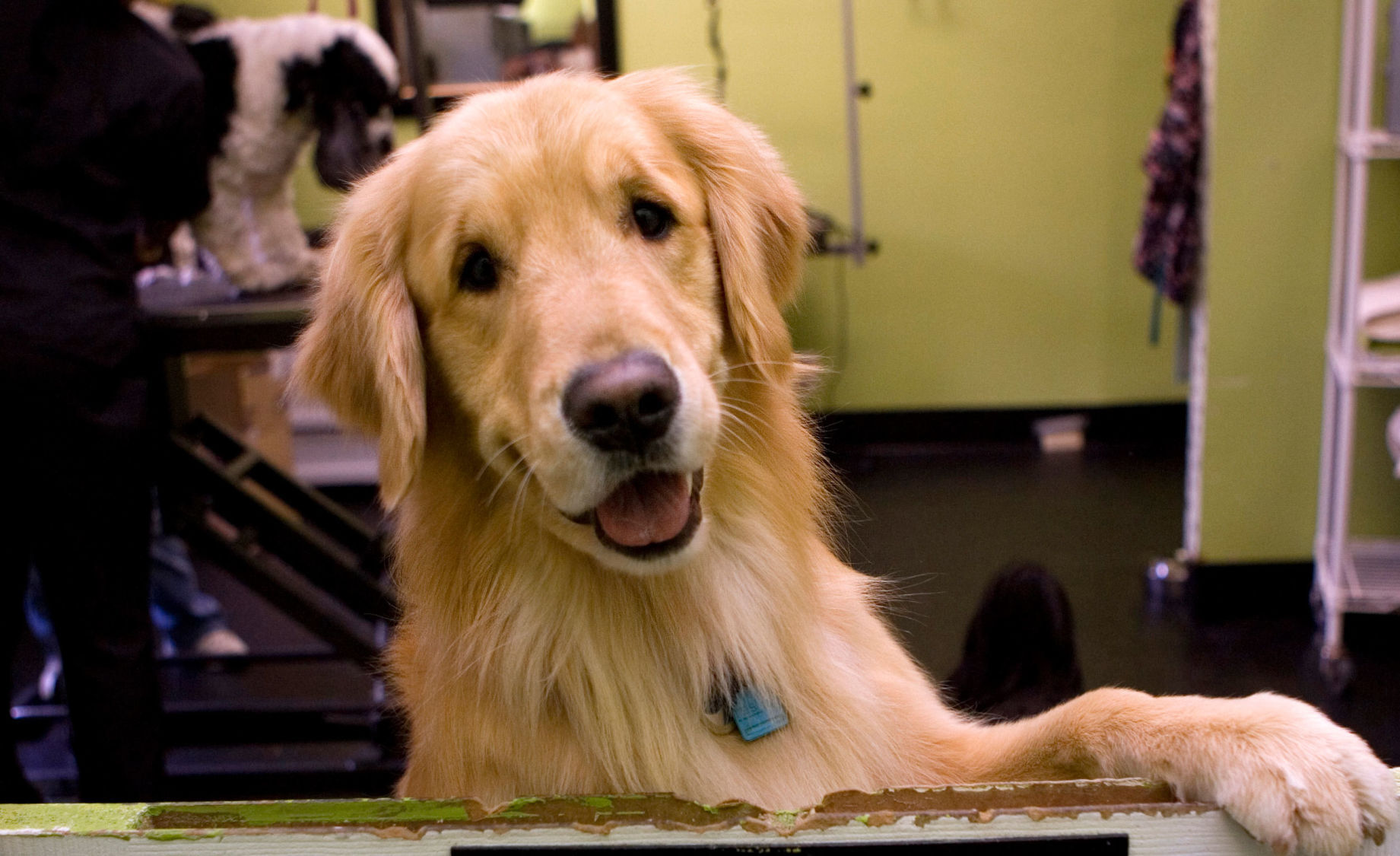 Golden retriever